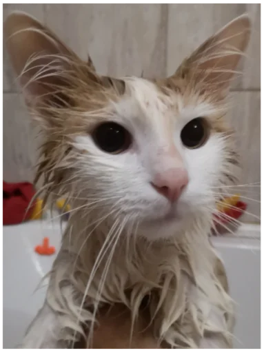 Стикер Myrloo - 1