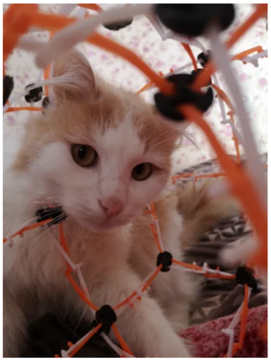 Sticker Мурло - 9