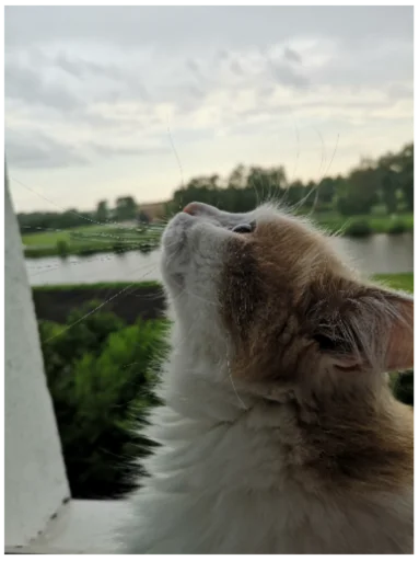 Sticker Мурло - 8