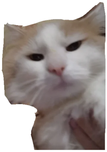 Sticker Мурло - 1