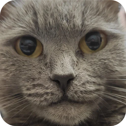 Мышка @juliya_brain - 