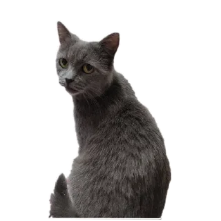 Стикер Мышка @juliya_brain - 3