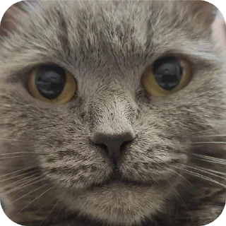 Стикер Мышка @juliya_brain - 2