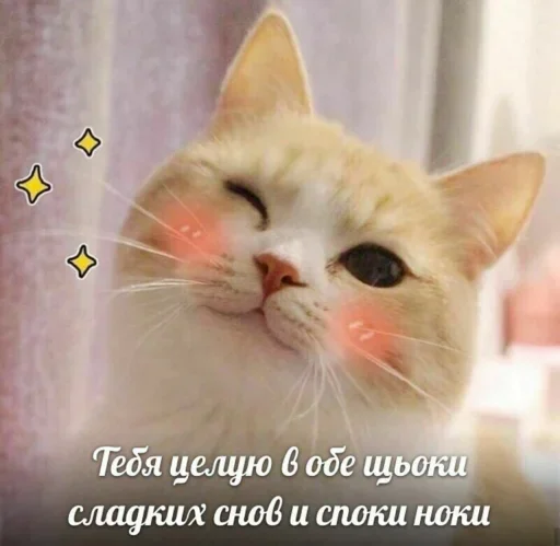 животное кошка млекопитающее