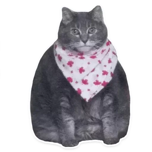 млекопитающее мех кошачьи