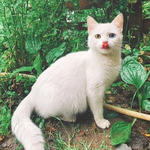 animal mammal domestic cat