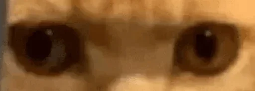 Макросъемка взор орган