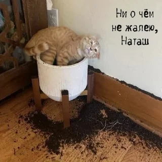 Sticker НАТАШЕ ОТ ВИКУНДЕЛЯ - 3