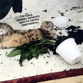 Sticker НАТАШЕ ОТ ВИКУНДЕЛЯ - 1