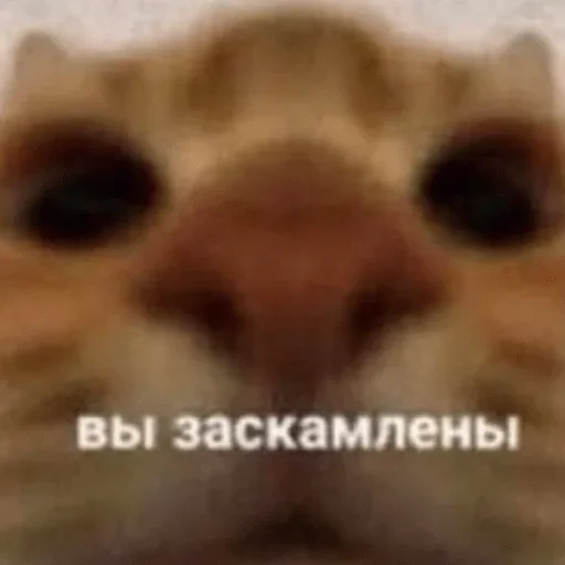 Sticker Стики 9746 из @Anonymnyi_chat_bot - 9