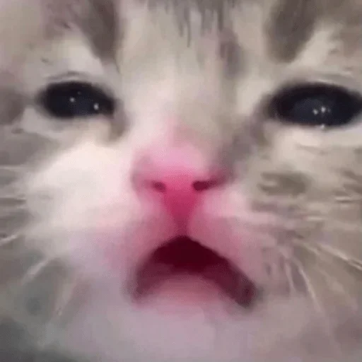 Sticker Стики 9746 из @Anonymnyi_chat_bot - 3