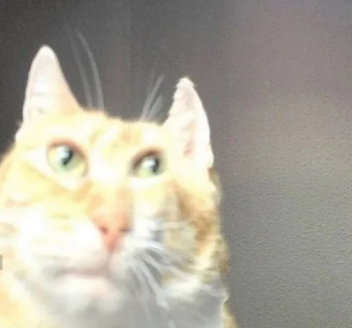 Стикер Негры :: @fStikBot - 5