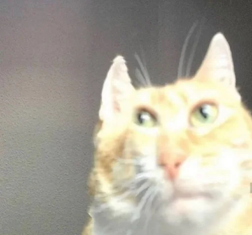 Стикер Негры :: @fStikBot - 1