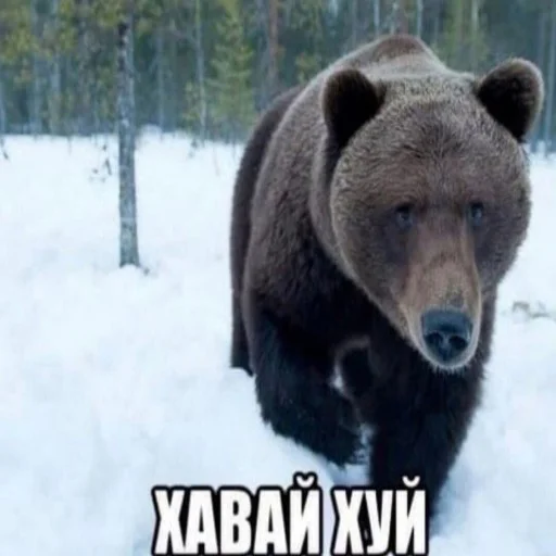 млекопитающее животное на открытом воздухе