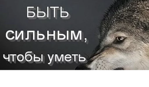 СМС животное млекопитающее