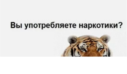 животное млекопитающее большая кошка