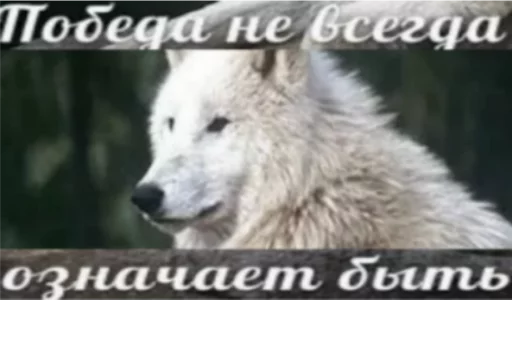 животное млекопитающее волк