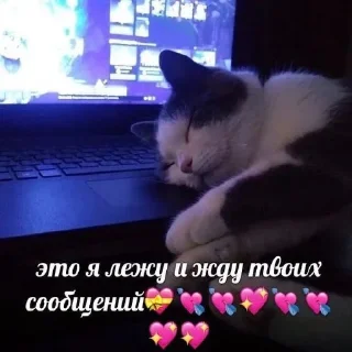 Стикер Больше стиков тут: @stikery4 - 9