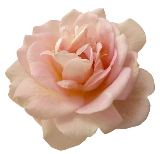 Sticker NKIARGPMDN_by_stikers_du_ark_bot - 1