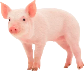 Стикер @sticksbb 🩷 <- канал со стиками - 2