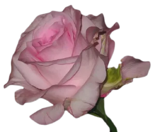 Стикер @sticksbb 🩷 <- канал со стиками - 3