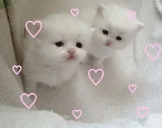 Стикер Больше стиков тут: @stikery4 - 1