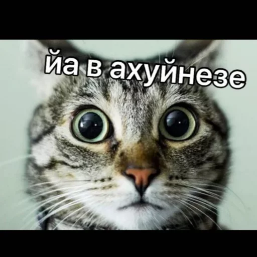 Стикер Больше стиков тут: @stikery4 - 6