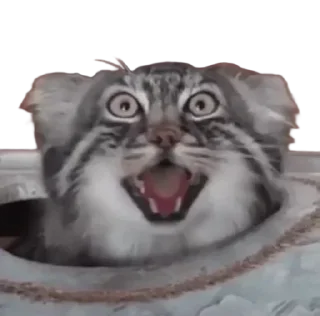 Стикер NMFTE - 8