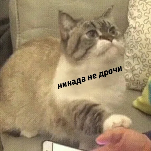 mammal small to medium-sized cats animal