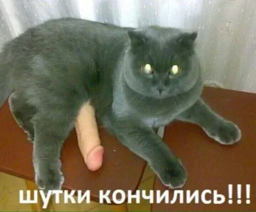 mammal domestic cat animal