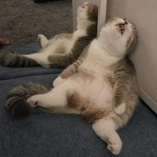 животное млекопитающее кошка