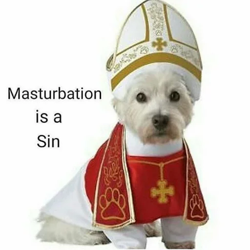 dog animal christmas