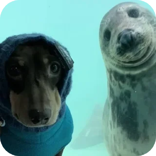 Sticker Больше стиков тут: @stikery4 - 6