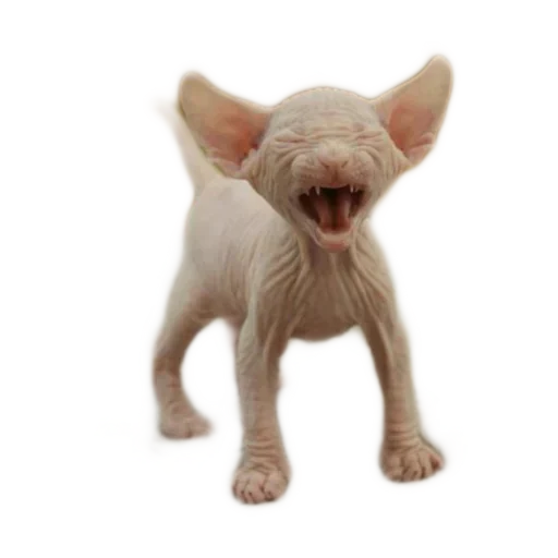 Стикер NPwBzXEXmIV_by_stickers_stealer_bot - 1