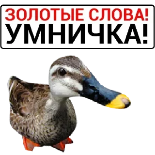 Стикер Больше стикеров 👉🏻 @stickertg4 - 11