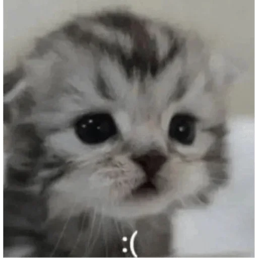 Стикер NTuPDVYMU_by_stickers_stealer_bot - 1