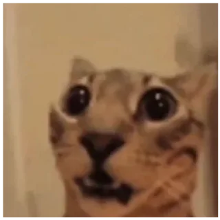 Sticker Ебейший кот - 9