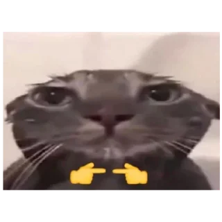 Sticker Ебейший кот - 1