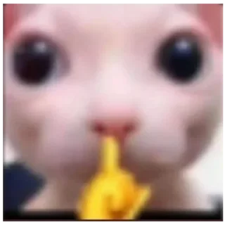 Sticker Ебейший кот - 3