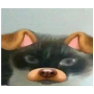 Sticker Ебейший кот - 5