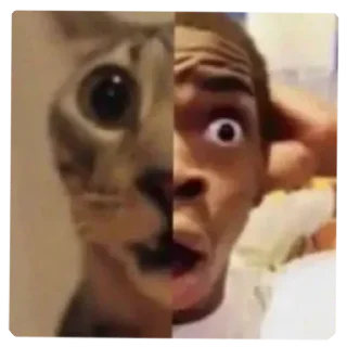 Sticker Ебейший кот - 10