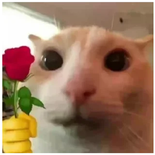 Sticker Ебейший кот - 4