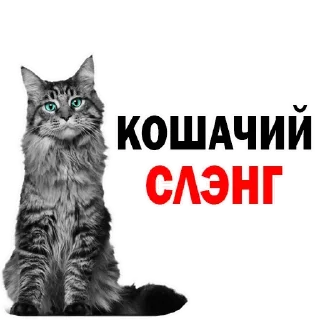 Sticker Больше стиков тут: @stikery4 - 10