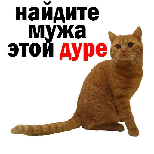 Sticker NYMKHHWLTD_by_stikeri_stikeri_bot - 1