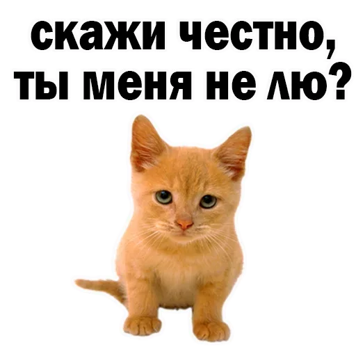 Sticker NYMKHHWLTD_by_stikeri_stikeri_bot - 1