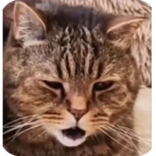 Стикер На мне куртка - 9