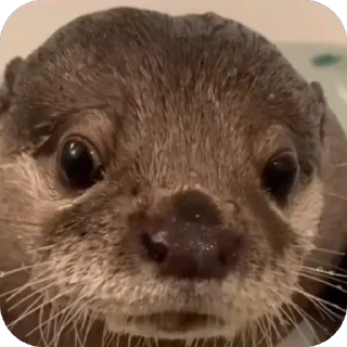 Стикер На мне куртка - 1