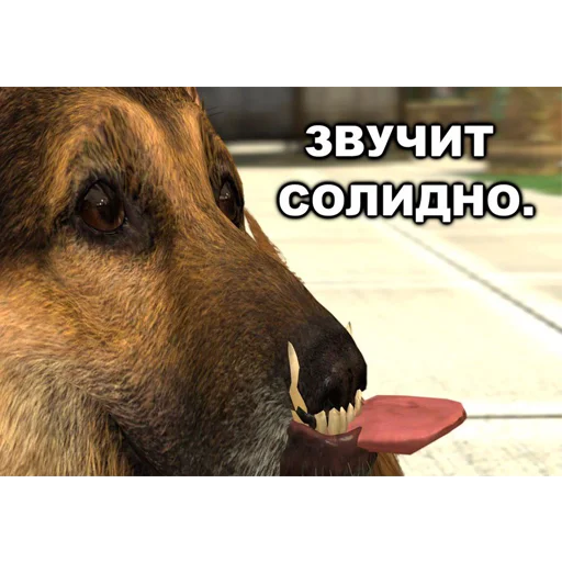 млекопитающее животное порода собак