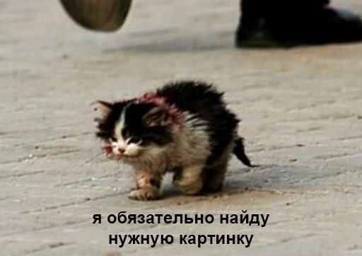 млекопитающее животное земля