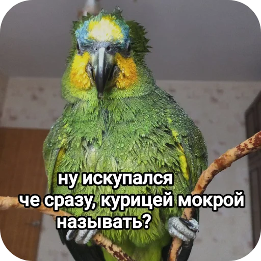 Стикер NaYazykePopugaev - 1